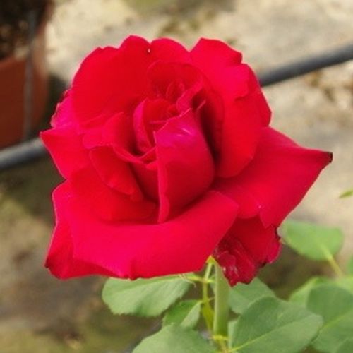 Rose Ibridi di Tea - Rosa - Red Berlin - 
